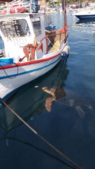 Turtle spot v Agios Sostis